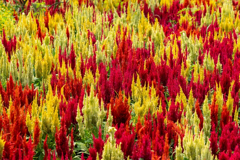 many flowers are growing together in a field