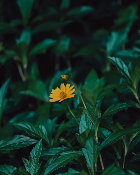 a close up of some yellow flowers growing