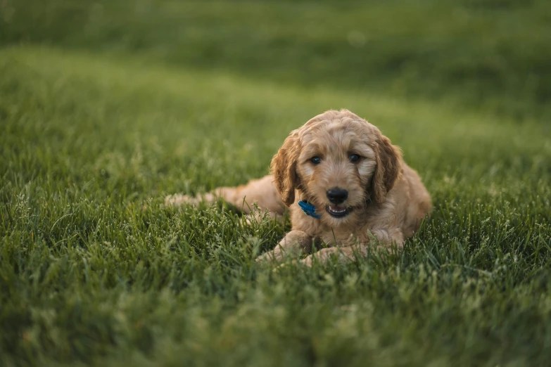 a brown dog lying in the grass with it's front paws crossed