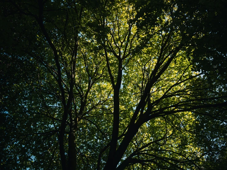 bright light shining through a leafy green forest