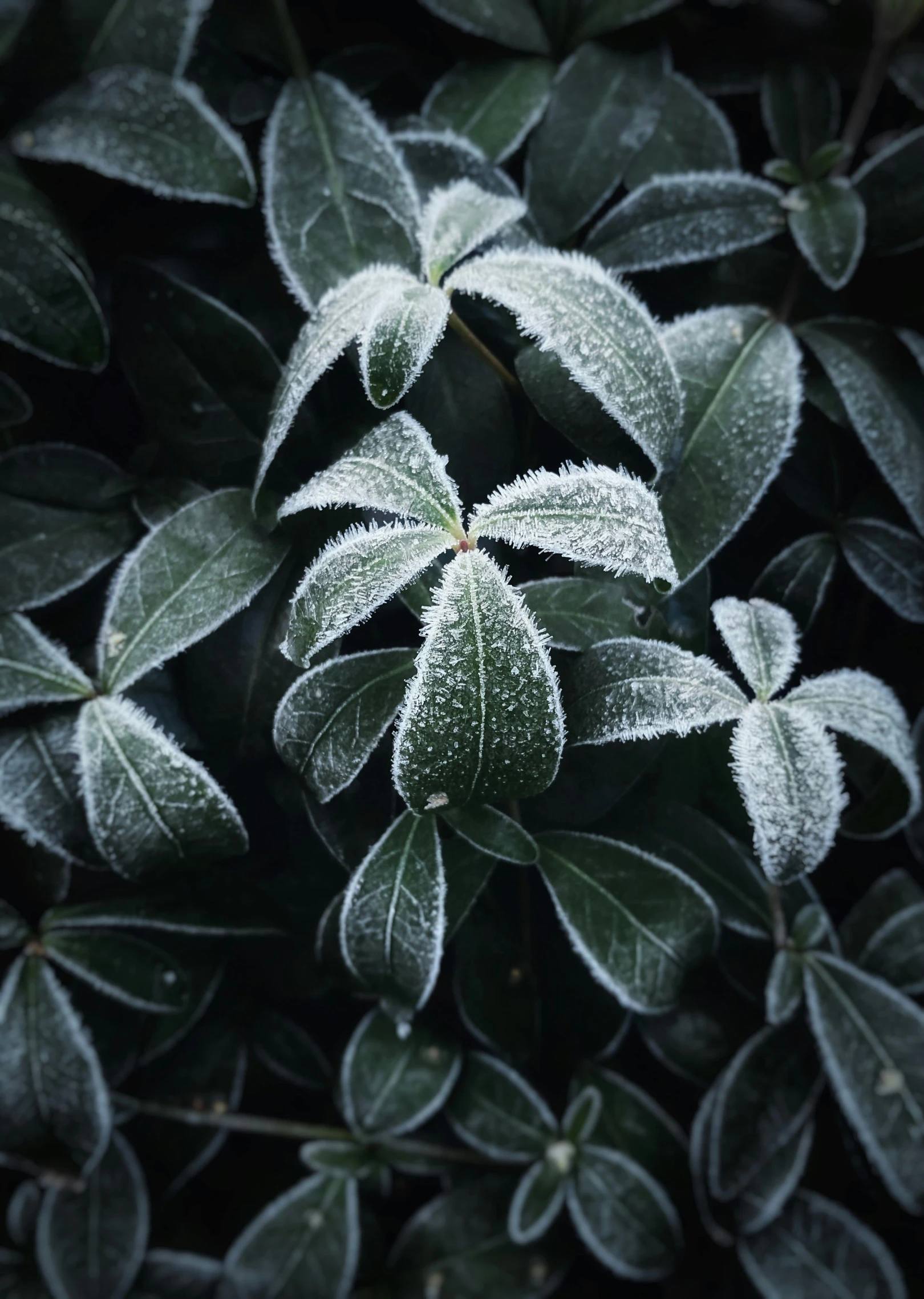 frosted plants with green leaves and some brown