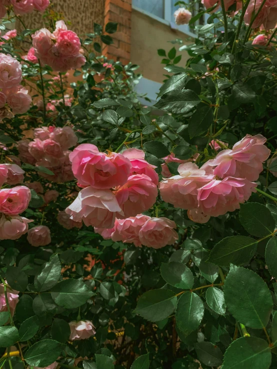 a bush full of pink flowers by a brick building