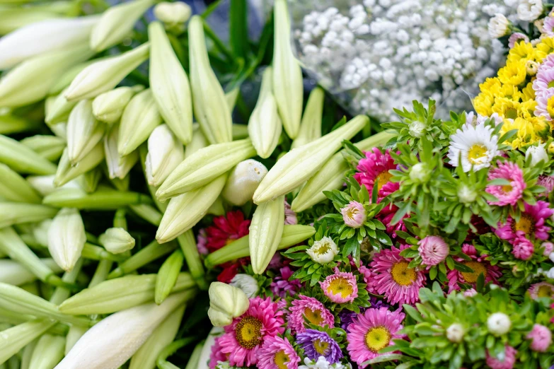 many different types of flowers and flowers next to each other