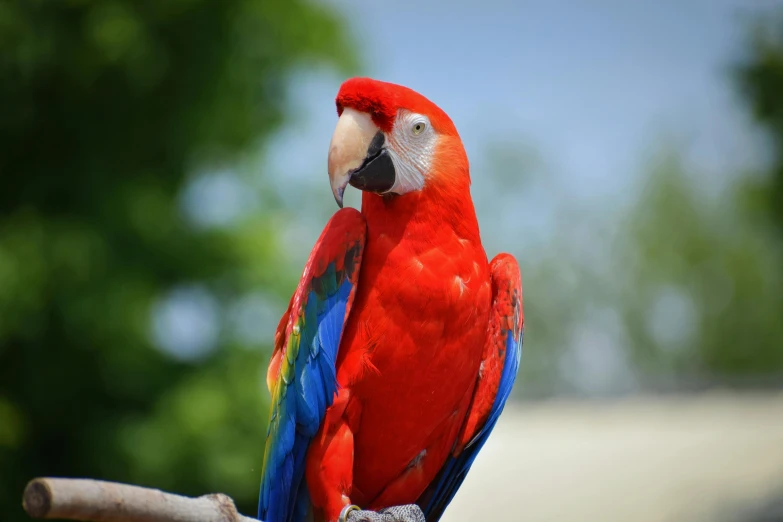 a colorful bird perched on a nch looking over its shoulder