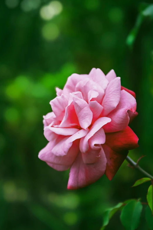 a pink flower blooming on a bush in the woods