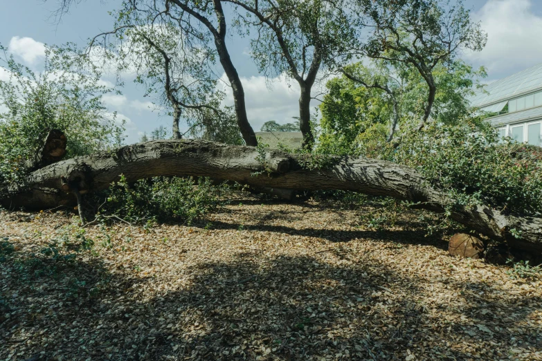 an owl resting on top of a fallen log