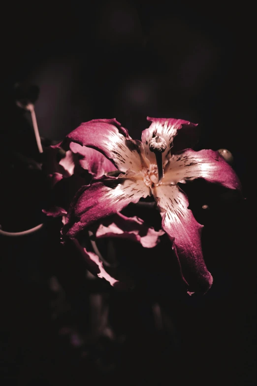 purple flower in the middle of dark picture