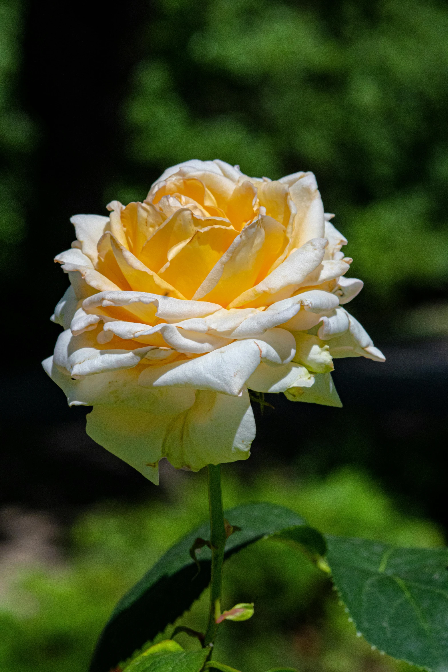 a small white rose with green leaves