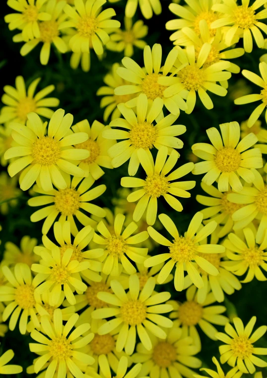 a bunch of yellow daisies standing tall together