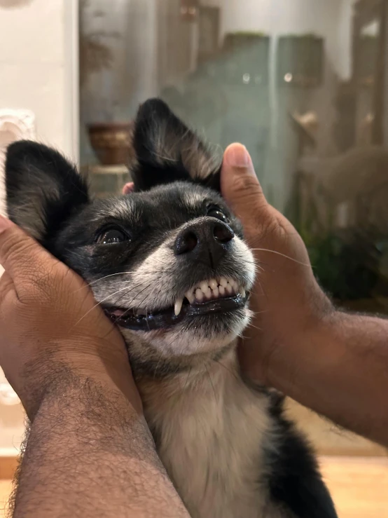 a man holding a black and white dog