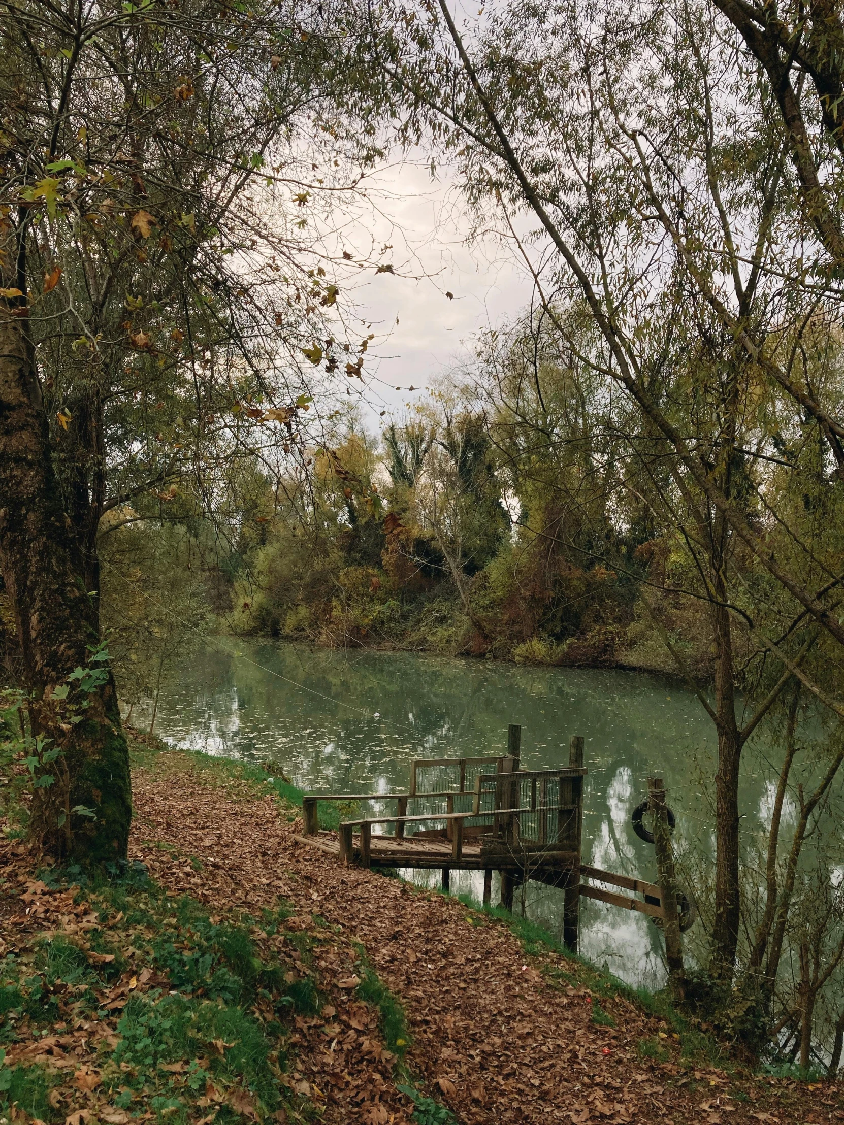 a bridge and river in a forest near a tree