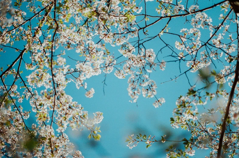 blossoming tree nches against a bright blue sky