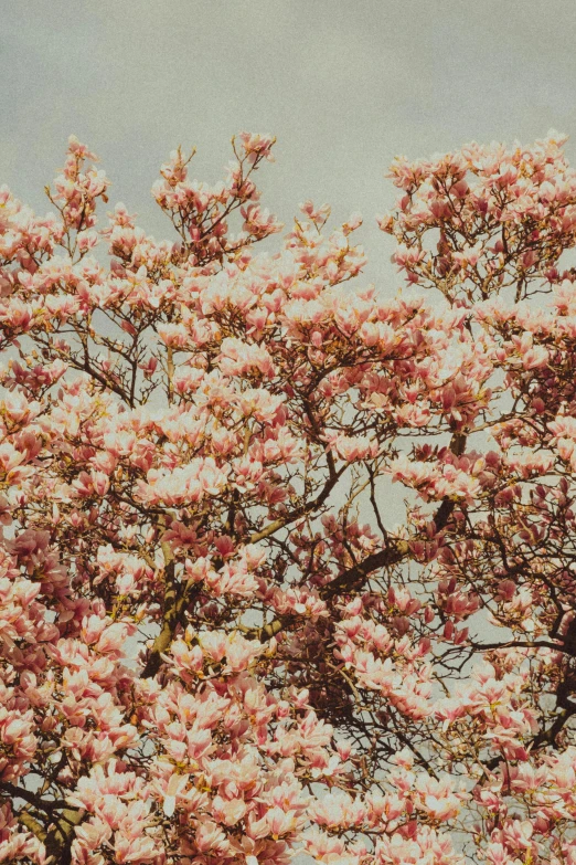 a tall tree with lots of pink flowers next to a large metal clock