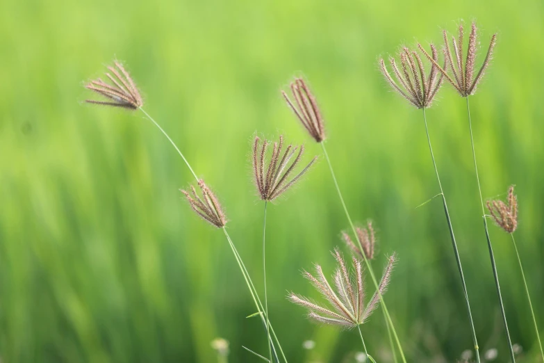 a close up of tall plants with a blurry background