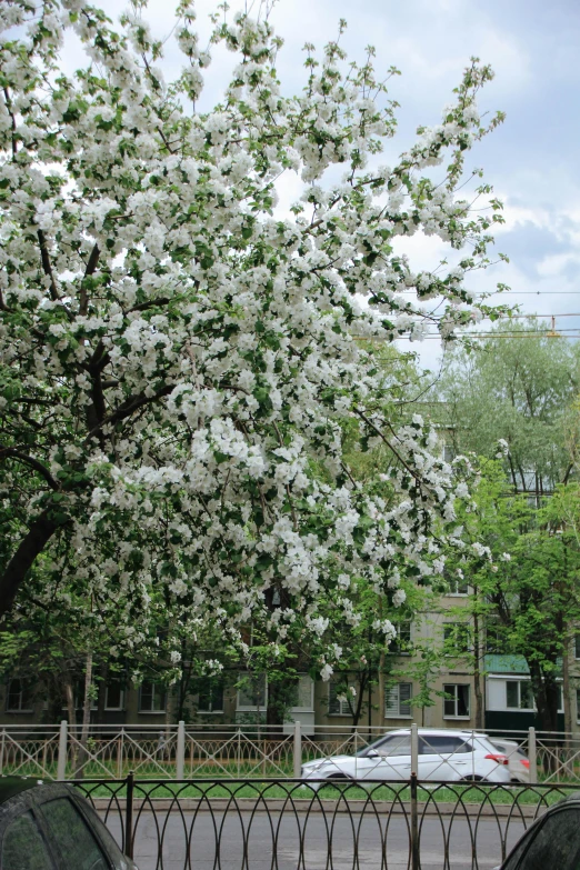 some white blossoms a fence trees and cars