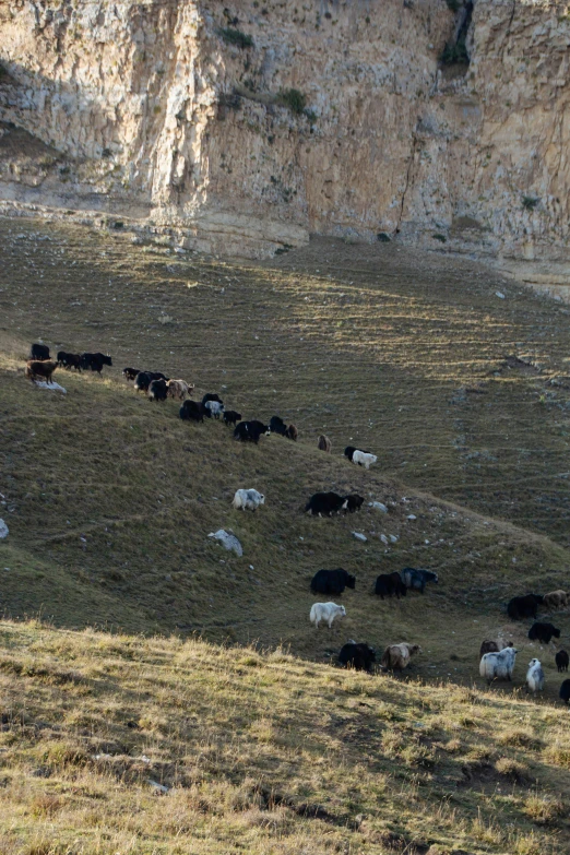 a large group of animals that are in the grass