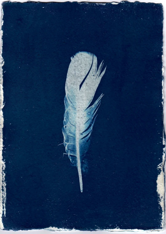 a blue and white feather floating in the air