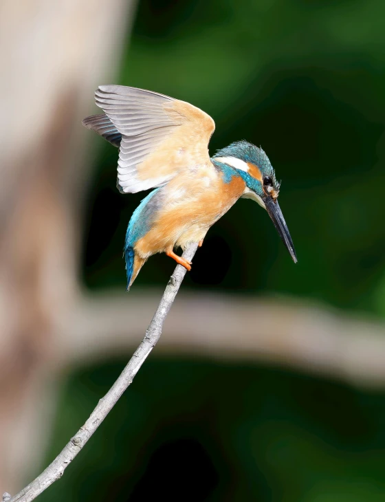 a bird with blue and yellow wings sitting on a nch