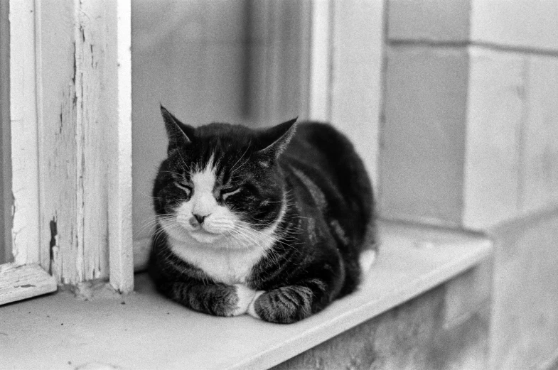 black and white cat laying on ledge next to open door