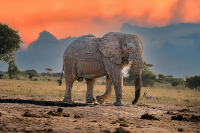 an elephant is walking on the plains at sunset