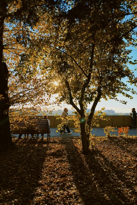 the shadow of a bench beneath a tree near the water