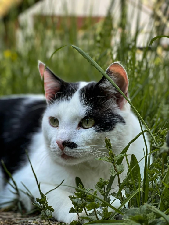 black and white cat laying on grass outside