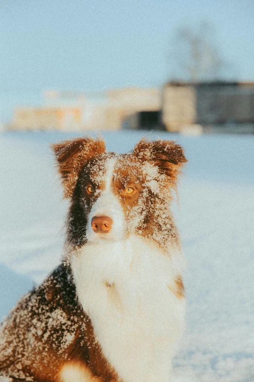 a dog sits in the snow with its head turned