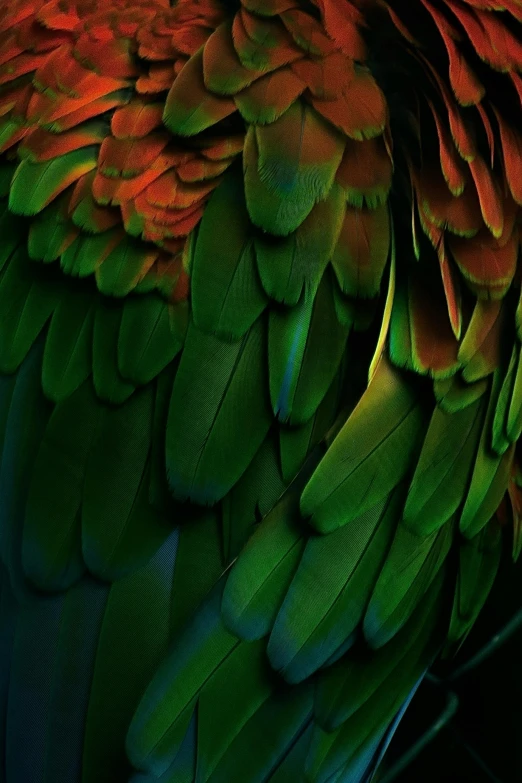 some green and red colored feathers, with dark background