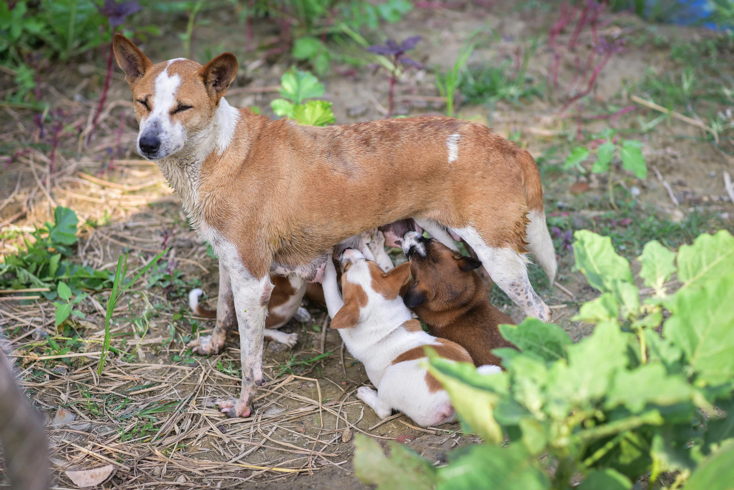 two dogs sitting together in a field with flowers and grass