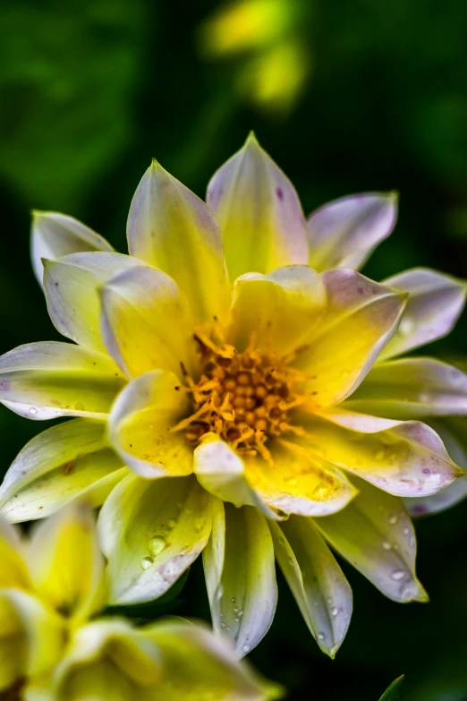 close up of a very big pretty flower in a field