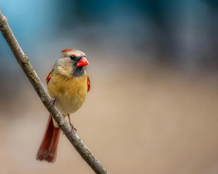 a red - rumped finch is sitting on a small nch