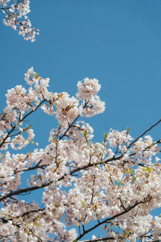 there is a bird perched in the cherry blossoms