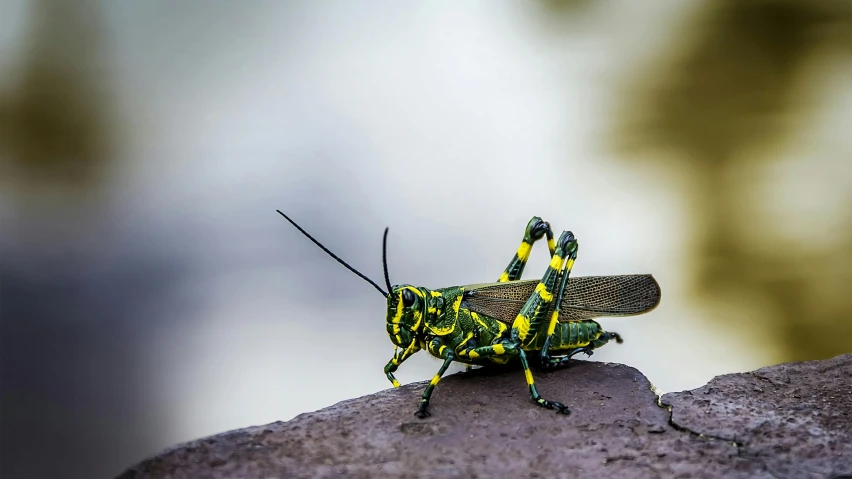 the grasshopper bug is resting on the rock