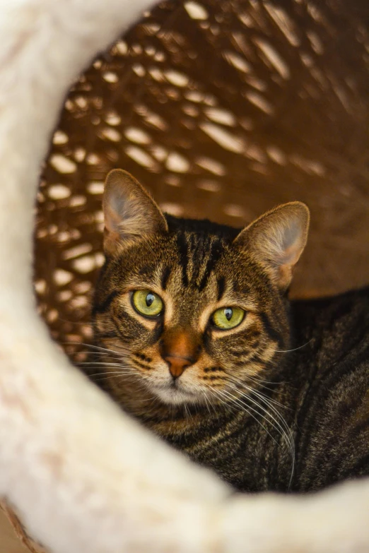 a cat sitting inside of a cat bed in a cat house