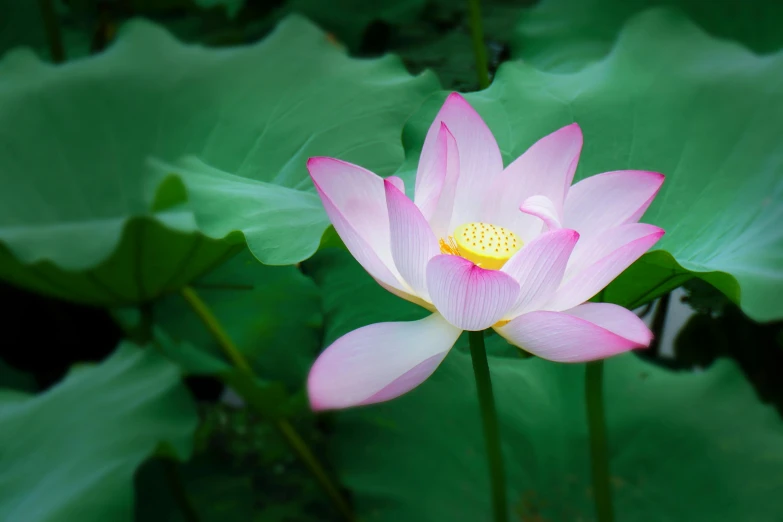 a pink flower in the middle of green leaves