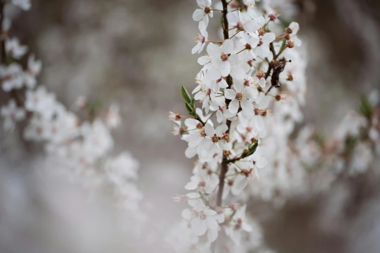 an image of a bunch of flowers in the wild