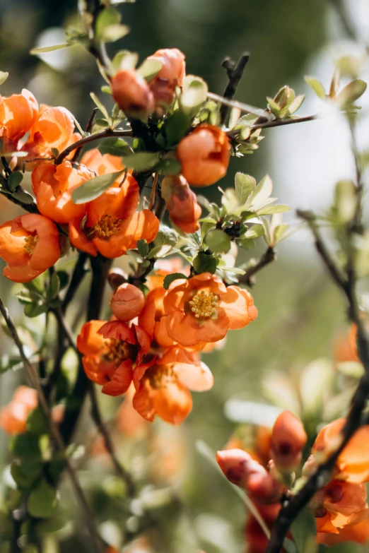 the orange flowers grow on the nches of trees