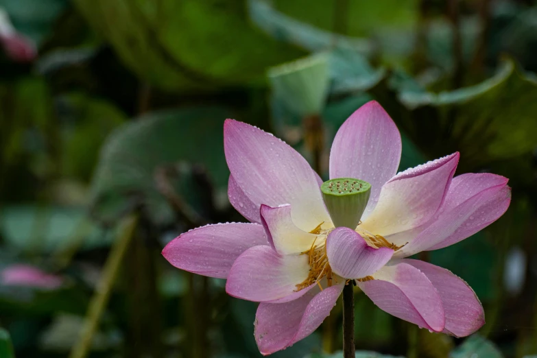 large flower blooming out in the middle of a field