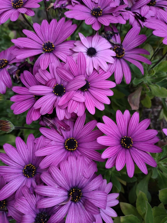 purple flowers that are in a flower pot