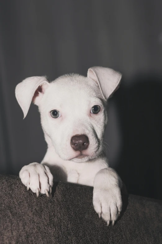 a white dog is looking over the ledge