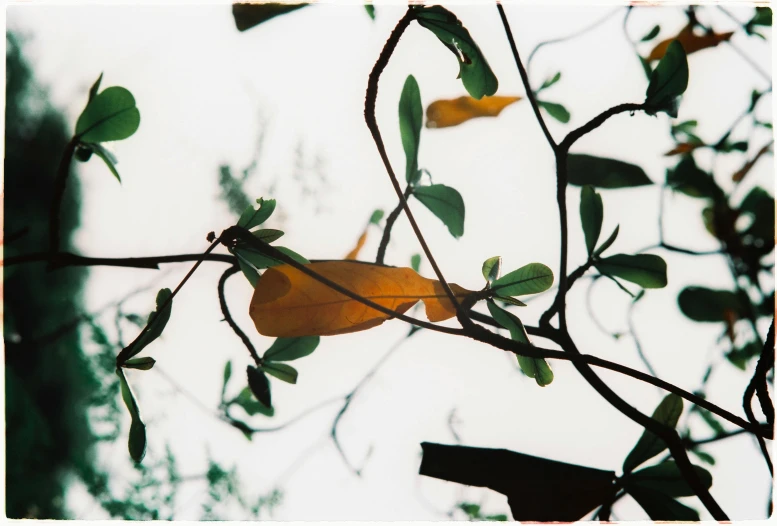 some leaves that are hanging from a nch