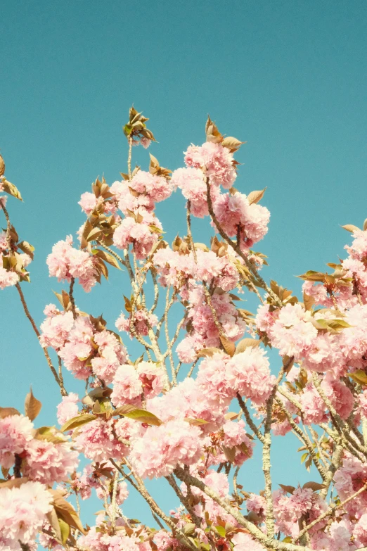 pink flowers are blooming outside, with a blue sky