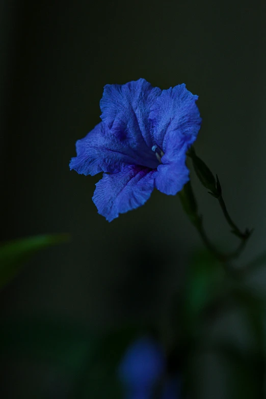 blue flower with large open petals at the center