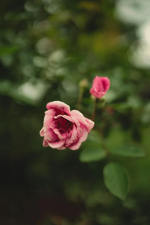 one pink flower blooming from a stalk and some leaves