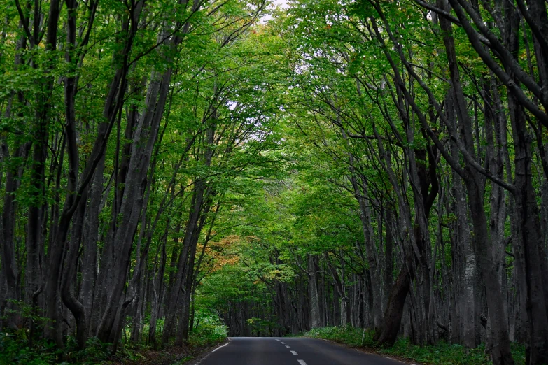 road passing by very tall trees on both sides