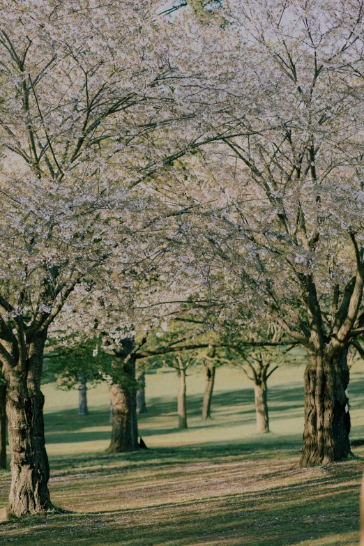 a park with lots of trees in the middle