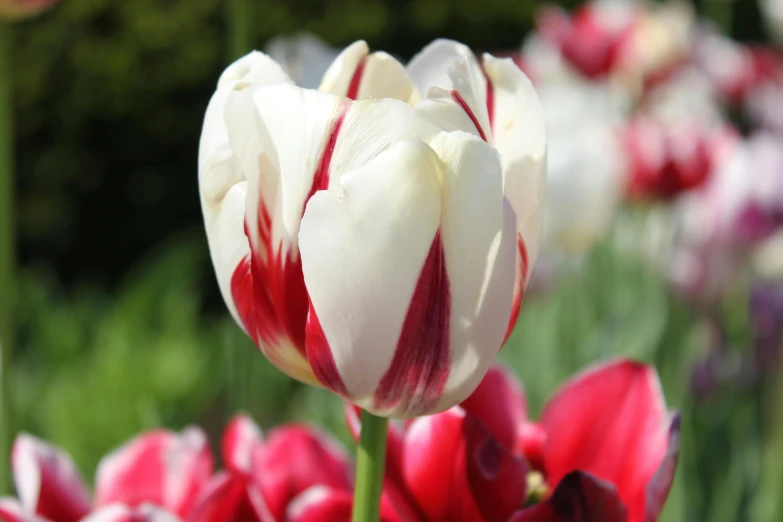 a bunch of flowers in bloom outside in the sun