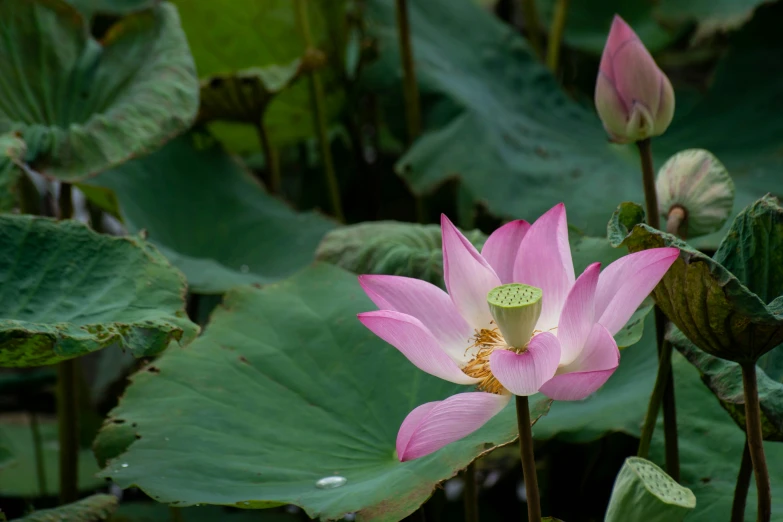 a pink lotus flower in bloom with its leaves still on the stem