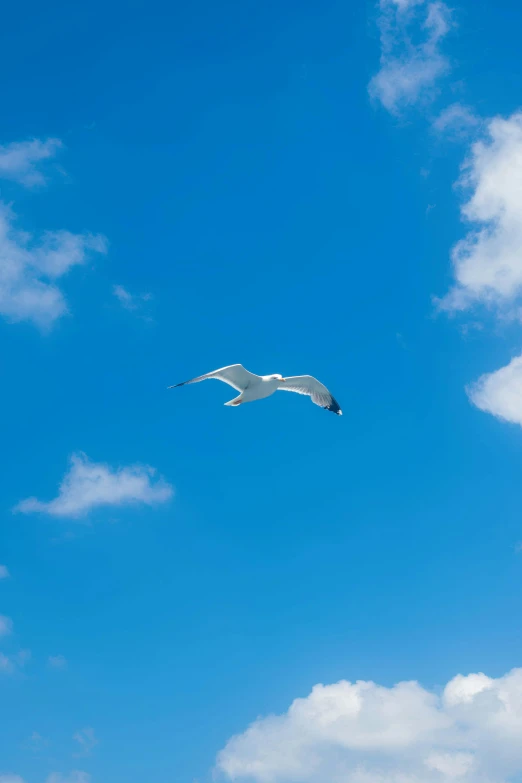 a lone bird flying in the blue sky with white clouds