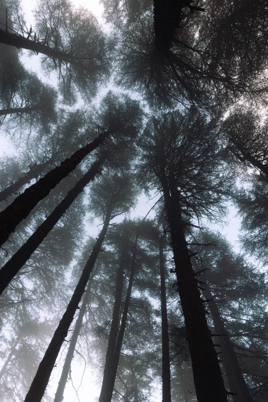 view of trees with the sky in background